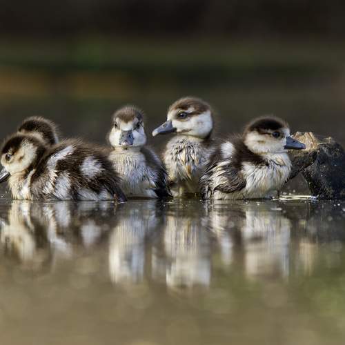 Превью фотографии фотографа Alexander Amromin