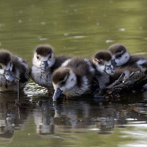 Превью фотографии фотографа Alexander Amromin