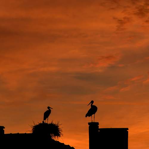 Preview Photographer\'s photo Dr Didi Baev