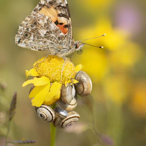 Превью фотографии фотографа Горбачева Маментьева Татьяна