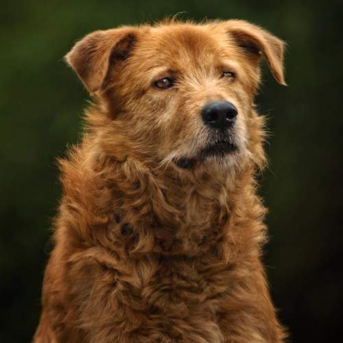 Превью фотографии фотографа Зубкова Юлия