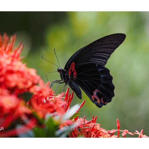 Preview Photographer\'s photo Pham Anh Vu