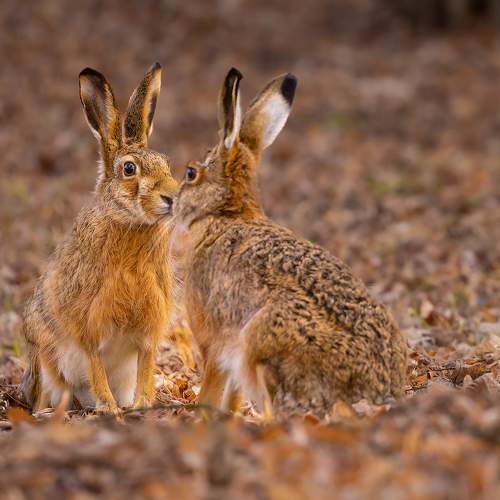 Preview Photographer\'s photo Adamec Robert