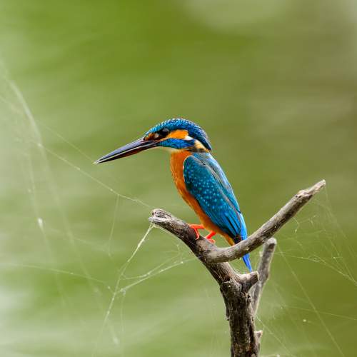 Превью фотографии фотографа Pramod Bayya