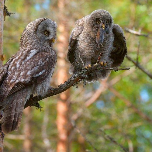 Превью фотографии фотографа Igor Shilokhvost