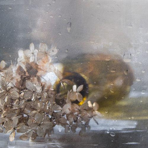 Превью фотографии фотографа Vera Misha McDonald