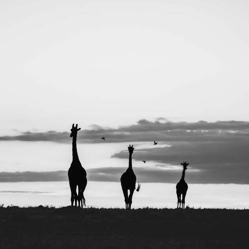 Превью фотографии фотографа Zubair Irshad