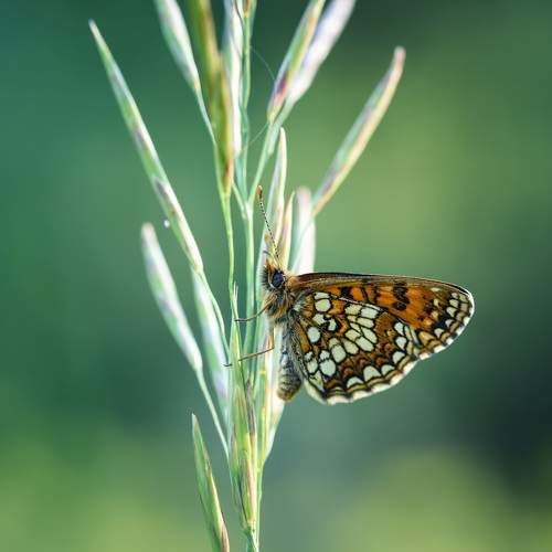 Превью фотографии фотографа Рагинская Ольга