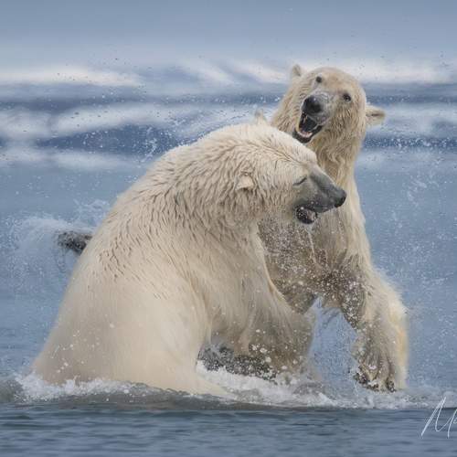 Preview Photographer\'s photo Майк Рейфман