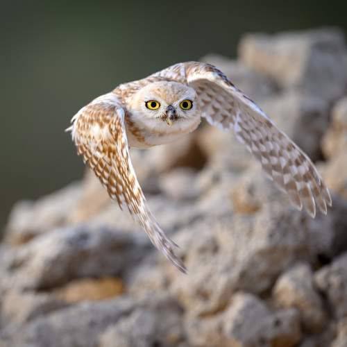 Preview Photographer\'s photo Vladimir Kulikov