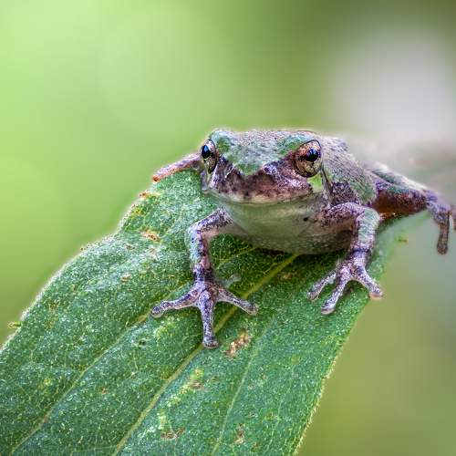 Превью фотографии фотографа Atul Saluja