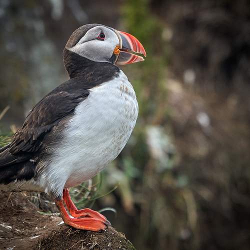 Превью фотографии фотографа Boris Bekelman