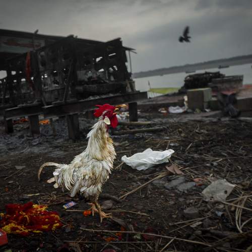 Preview Photographer\'s photo DHIRAJ GOSWAMI