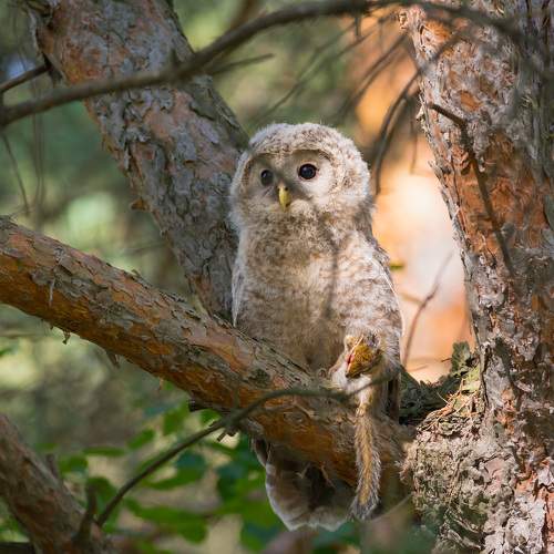 Превью фотографии фотографа Денис Воронов