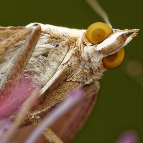 Превью фотографии фотографа Jozef Mihalčin