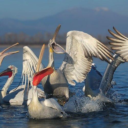 Превью фотографии фотографа Georgi Slavov