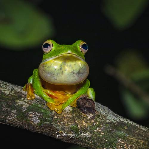 Превью фотографии фотографа Dhananjay Jadhav