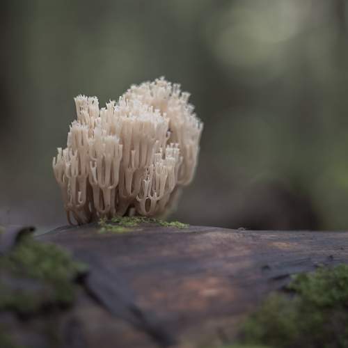 Превью фотографии фотографа Mariya Obidina