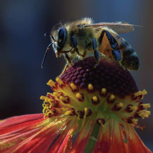 Превью фотографии фотографа Светлана Холодняк