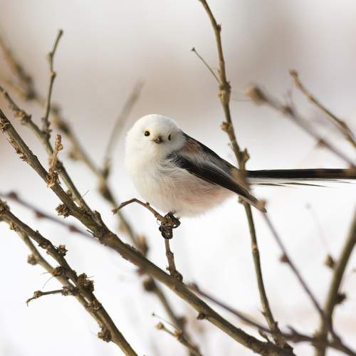Превью фотографии фотографа Денис Воронов