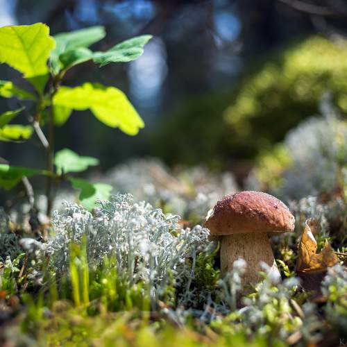 Preview Photographer\'s photo Karlis Keisters