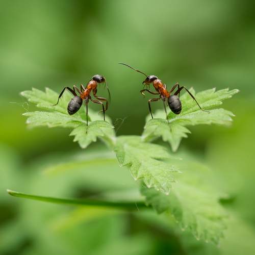 Превью фотографии фотографа Рагинская Ольга
