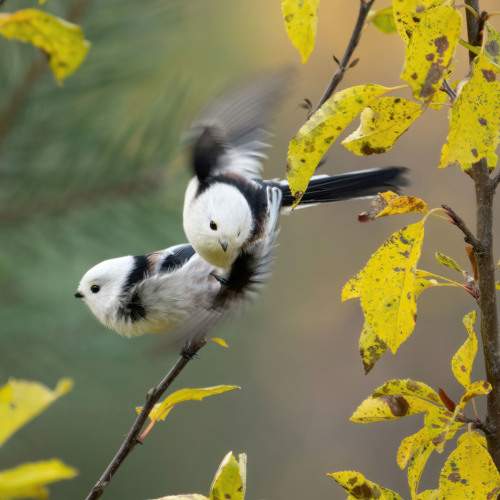 Превью фотографии фотографа Юрий Андреев