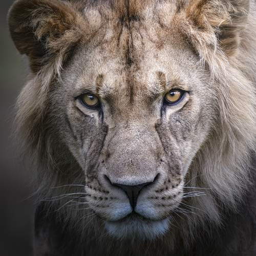 Превью фотографии фотографа Поляков Михаил