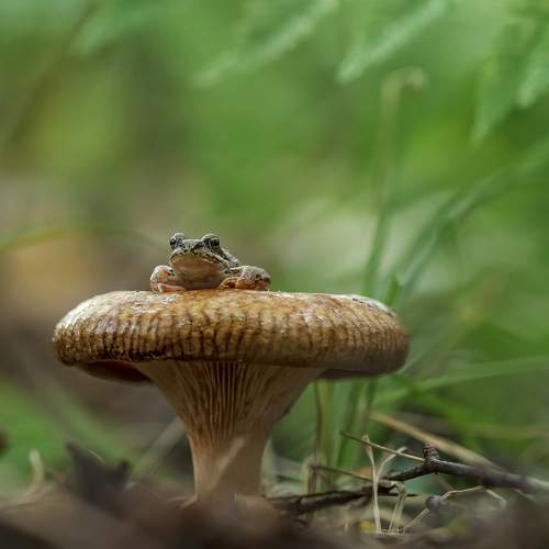 Превью фотографии фотографа Ершова Юлия