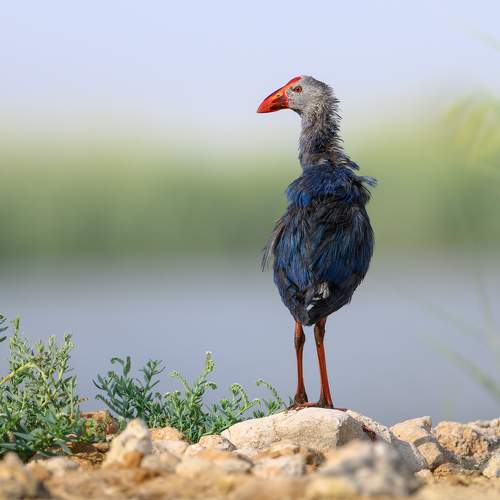 Preview Photographer\'s photo Vladimir Kulikov