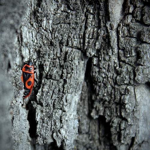 Превью фотографии фотографа Зоя Мумина