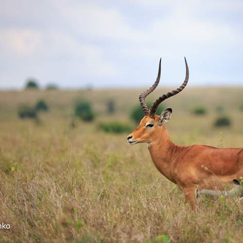 Превью фотографии фотографа Sergey Efimenko