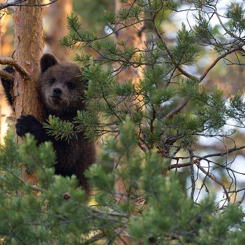 Превью фотографии фотографа Байбекова Светлана
