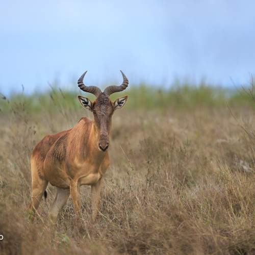 Preview Photographer\'s photo Sergey Efimenko