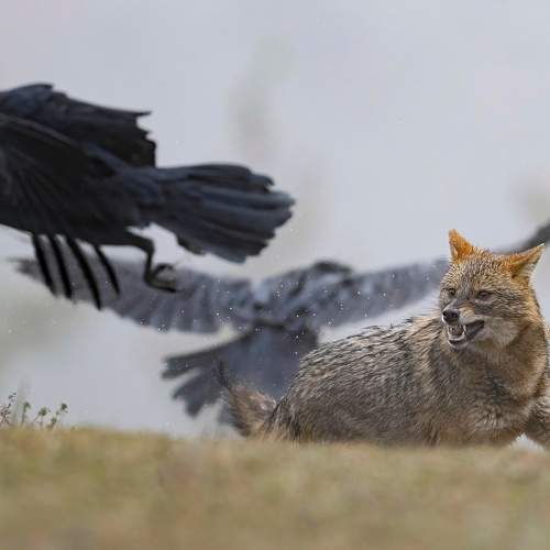 Preview Photographer\'s photo Мартин Попов