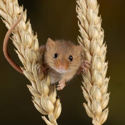 Preview Photographer\'s photo MARIA KULA