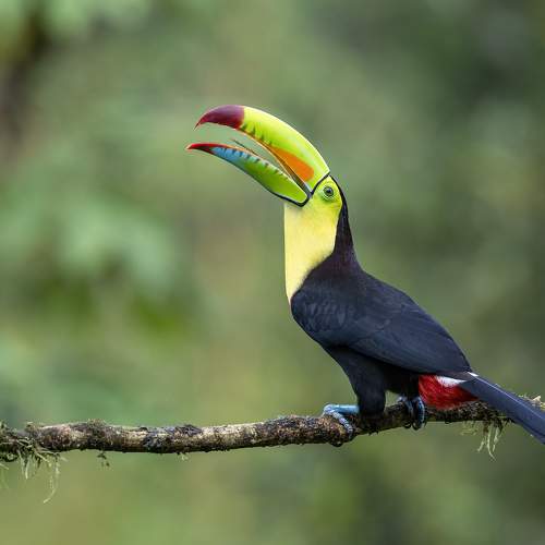 Preview Photographer\'s photo Fernando Burgalin Sequeira