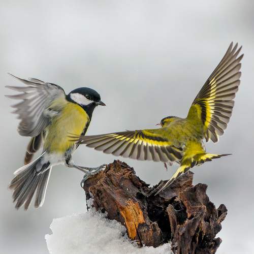 Preview Photographer\'s photo Евгени Стефанов