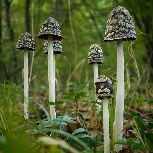 Preview Photographer\'s photo Rati Qvaraia