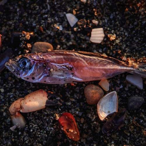 Превью фотографии фотографа Rati Qvaraia