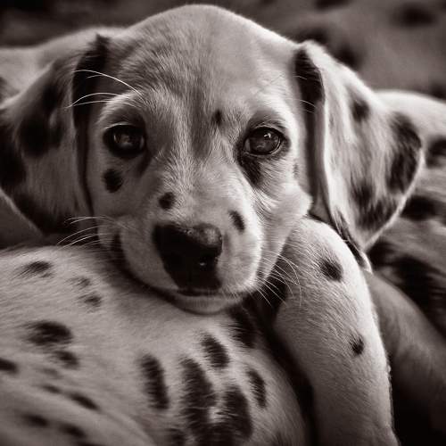 Превью фотографии фотографа  Стив