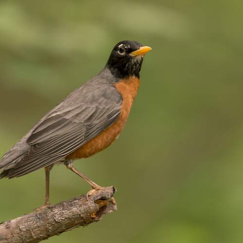 Preview Photographer\'s photo  Стив