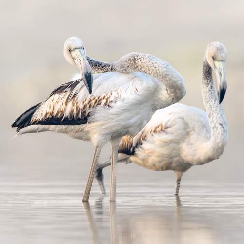 Preview Photographer\'s photo Vladimir Kulikov