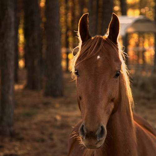 Превью фотографии фотографа  Стив