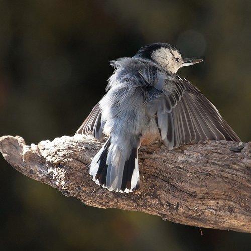 Превью фотографии фотографа Антонина Яновска