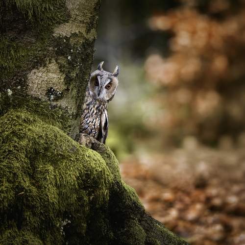 Превью фотографии фотографа Michaela Firešová