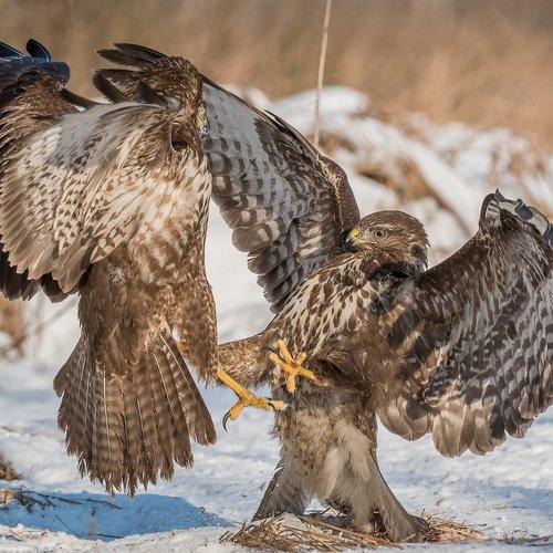 Превью фотографии фотографа Dominik Chrzanowski