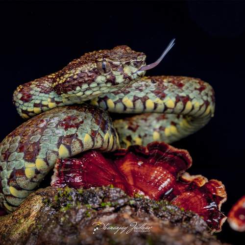 Превью фотографии фотографа Dhananjay Jadhav