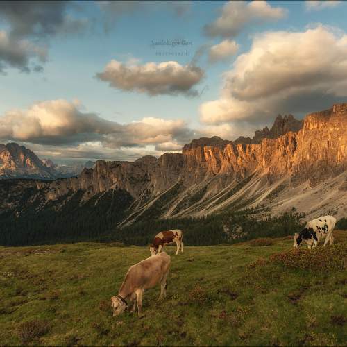 Превью фотографии фотографа Гори Василий