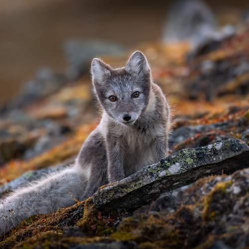 Preview Photographer\'s photo Lukas Trixl